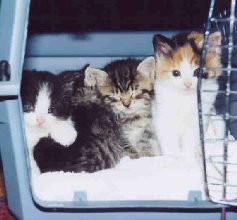 These kittens were with us to celebrate Becky's Bat Mitzvah!  Bruno, Conrad, Daniel, Alana at 5 weeks.