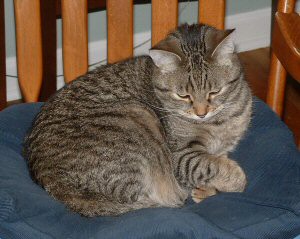 DJ, an incredibly sweet cat, liked to roll over for tummy rubs!