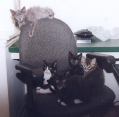 Selky on top, Spinalzo, O'brian, Oliver, Ewok (in front)