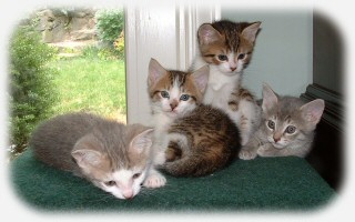 These are Gisele's four kittens: Jack, Jimmy, George, and Jenny.