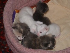 Gwen's sweet five kittens