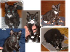 Five great kitties, who almost all looked alike!