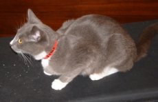 Lacey, who with another momcat, co-nursed 9 kitens. We took care of Lacey and 5 kitties.