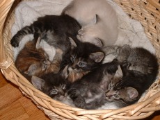 Lacey's 5 kittens