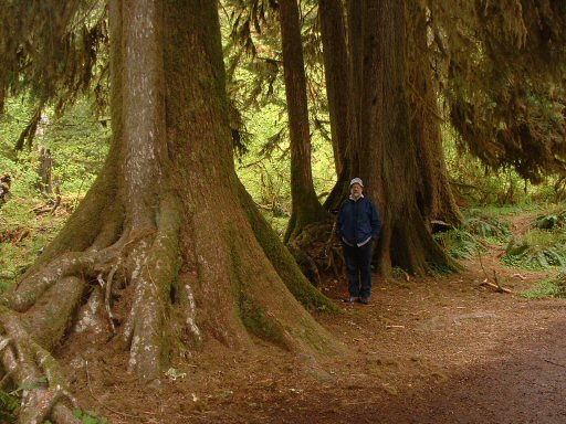 Hoh Rain Forest