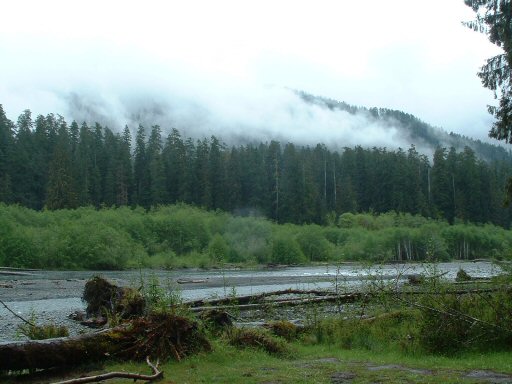 Hoh Rain Forest