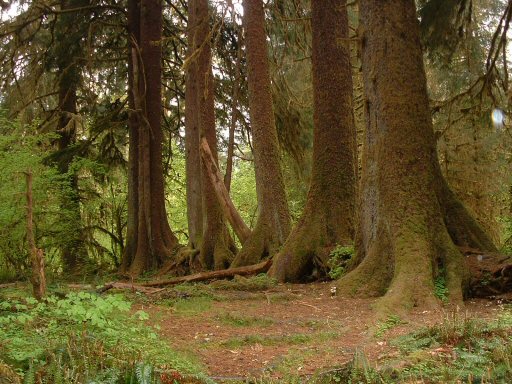 Hoh Rain Forest