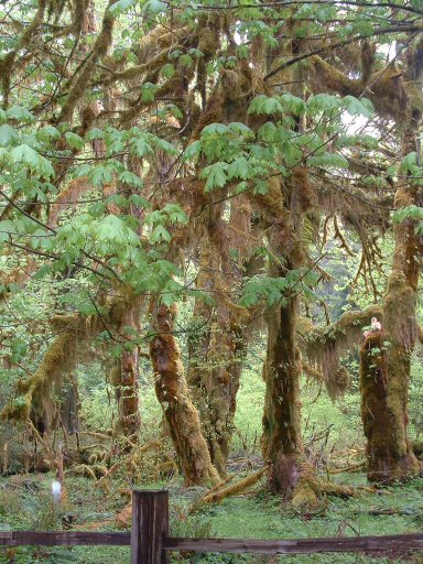 Hoh Rain Forest