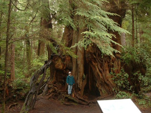 Hoh Rain Forest