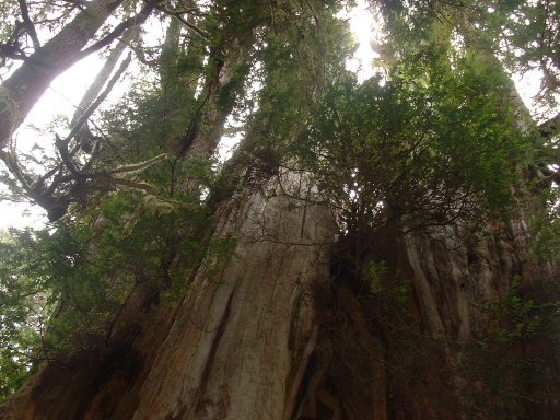 Hoh Rain Forest