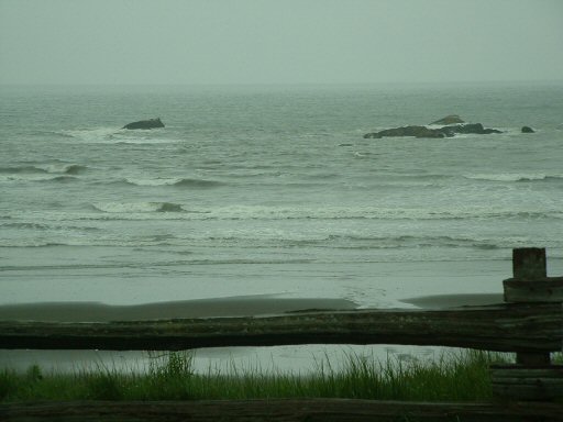 Hoh Rain Forest