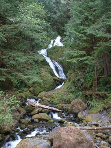 Hoh Rain Forest