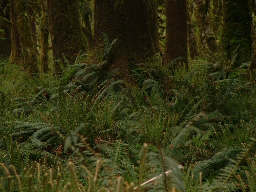 Hoh Rain Forest