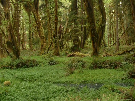 Hoh Rain Forest