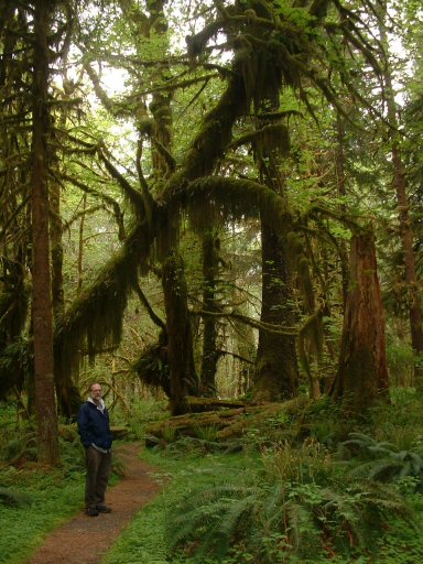 Hoh Rain Forest