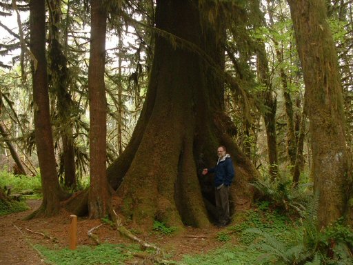 Hoh Rain Forest