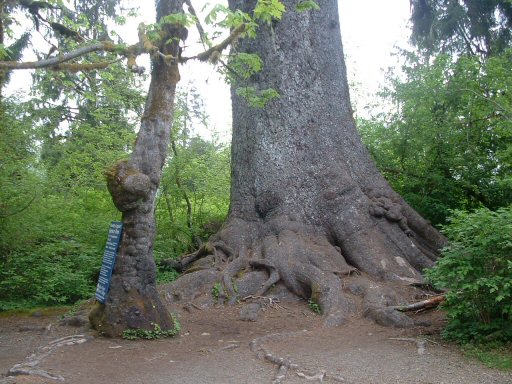 Hoh Rain Forest