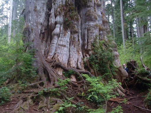 Hoh Rain Forest