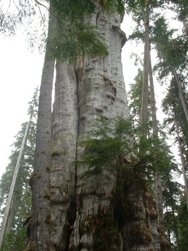 Hoh Rain Forest