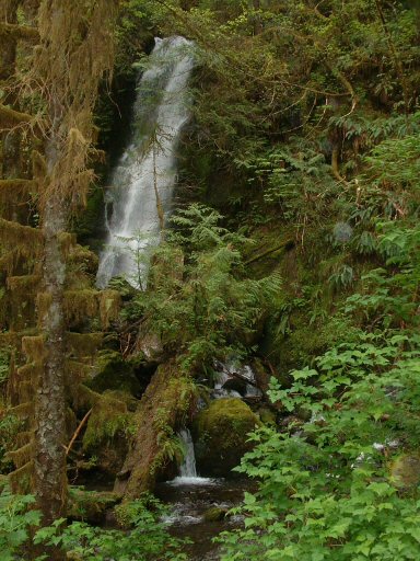 Hoh Rain Forest