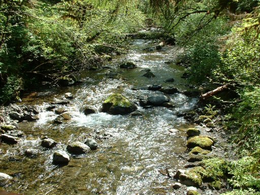 Hoh Rain Forest