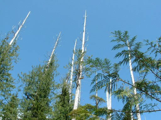 Hoh Rain Forest