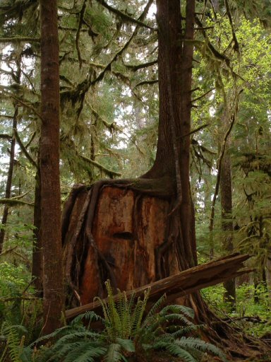 Hoh Rain Forest