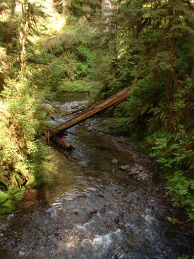 Robinson - Olympic Penninsula, Hoh Rain Forest