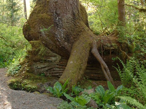 Hoh Rain Forest