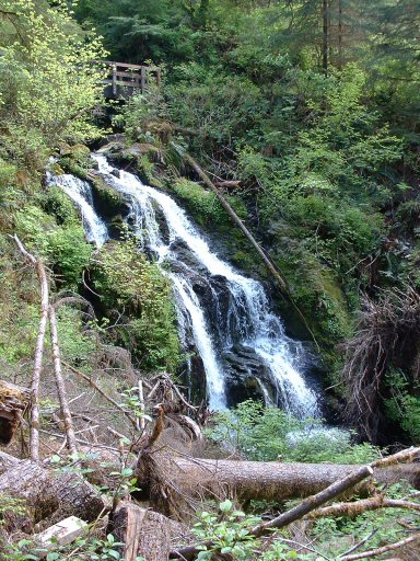 Hoh Rain Forest