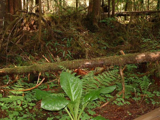 Hoh Rain Forest