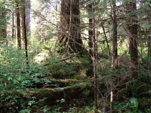 Hoh Rain Forest