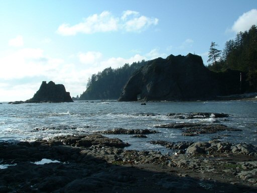 Hoh Rain Forest