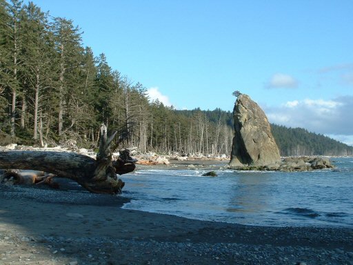 Hoh Rain Forest