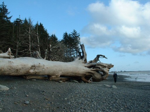 Hoh Rain Forest