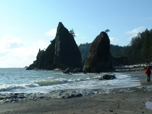 Hoh Rain Forest