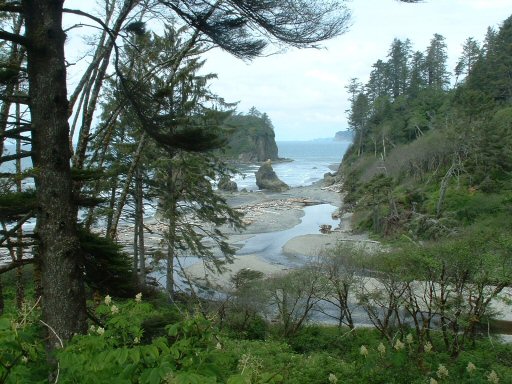 Hoh Rain Forest