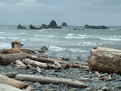 Hoh Rain Forest