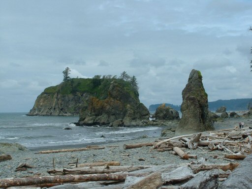 Hoh Rain Forest