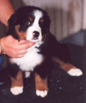 Bear, at the breeders, at about 7 weeks